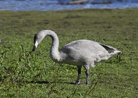 オオハクチョウ幼鳥2723