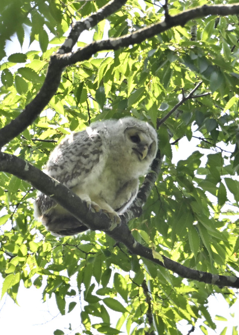 フクロウのヒナ5952