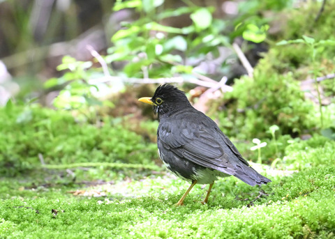 クロツグミ♂0132