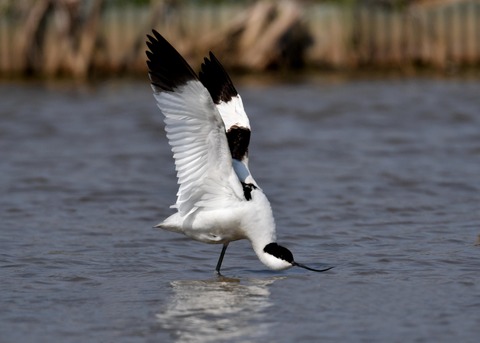 ソリハシセイタカシギ9010