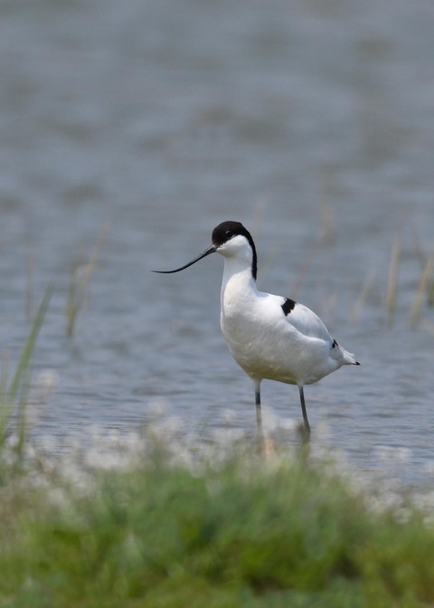 ソリハシセイタカシギ8613