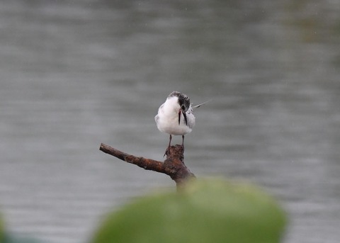 クロハラアジサシ幼鳥1842