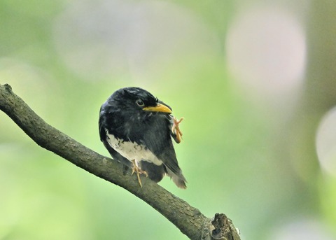 クロツグミ♂0216