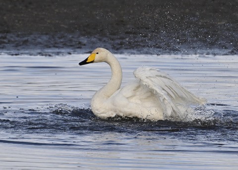 オオハクチョウ4103