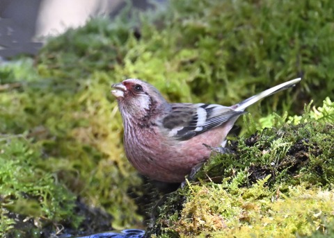 ベニマシコ♂6853