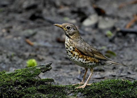 クロツグミ♀幼鳥5003