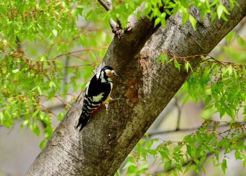 アカゲラ♀5749