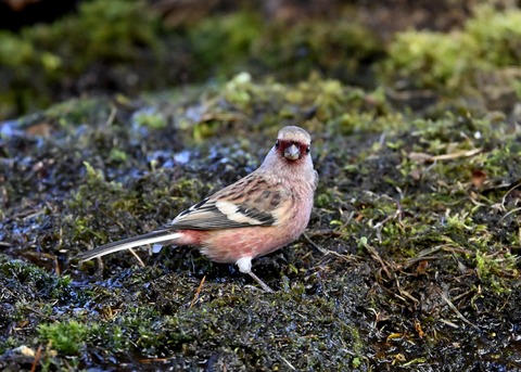 ベニマシコ♂5576