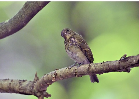 オオルリ♀幼鳥1244