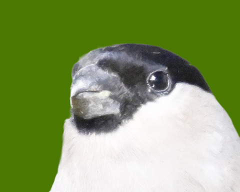 ウソ♀0000