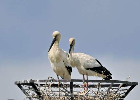 コウノトリ♂♀3593