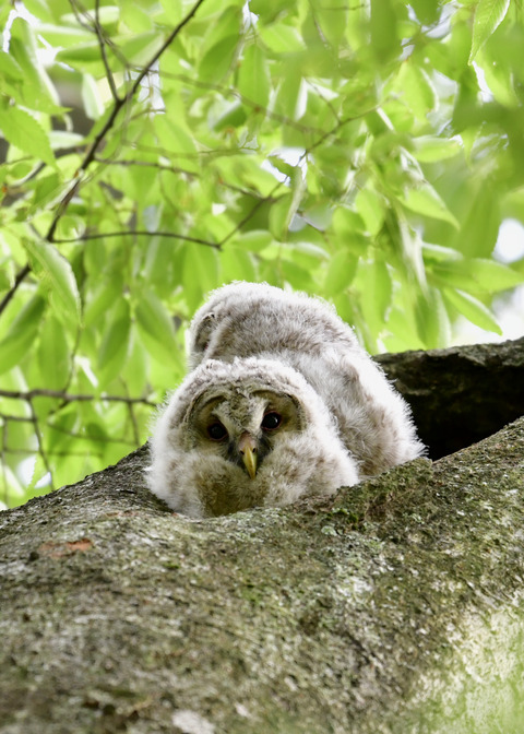 フクロウのヒナ①②4487