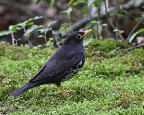 クロツグミ♂5788-1