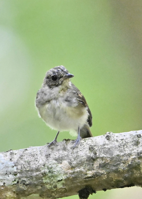 キビタキ幼鳥3274