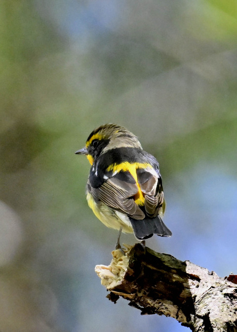 キビタキ♂第一回夏羽3457