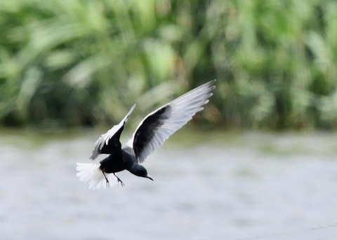 ハジロクロハラアジサシ0111