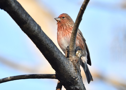オオマシコ♀5518
