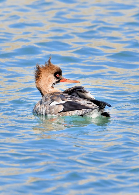 ウミアイサ♀2865