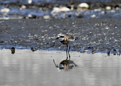 メダイチドリ1734