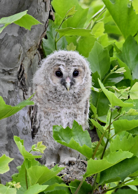 フクロウの雛5966