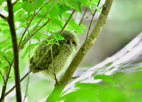 オオコノハズクのヒナ③4147