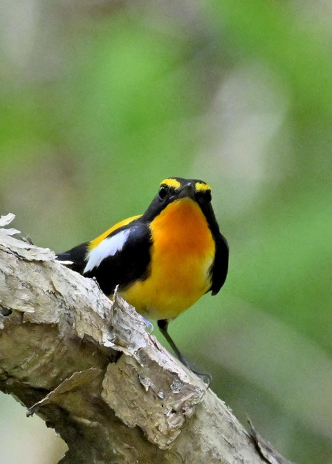 キビタキ成鳥♂5972