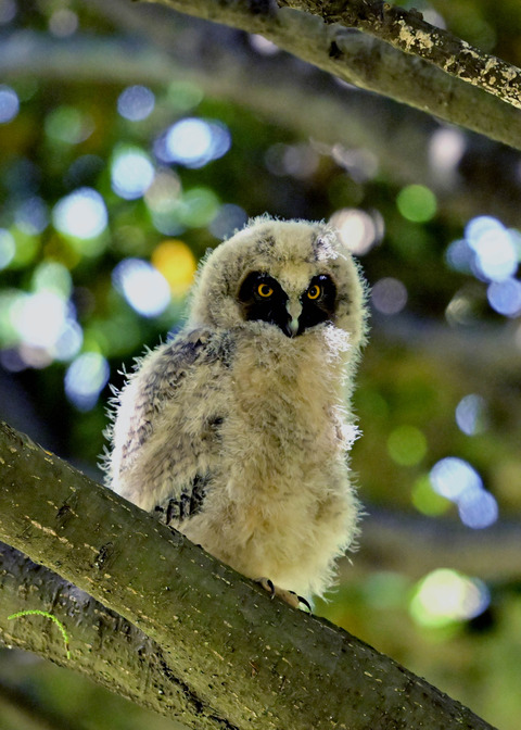 トラフズクのヒナ8288