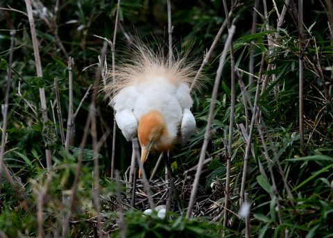 アマサギ(抱卵)5585