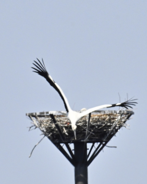 飛ぶコウノトリ8460