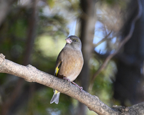 オオカワラヒワ7582