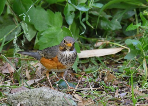 カラアカハラ若♂4215