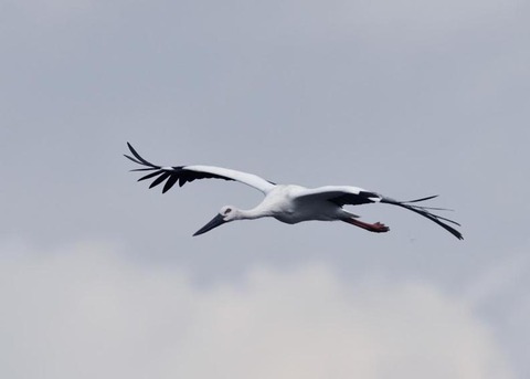 飛ぶ・コウノトリ3399