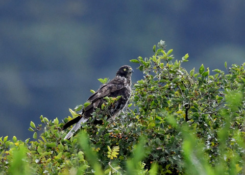 ズグロチュウヒ3255