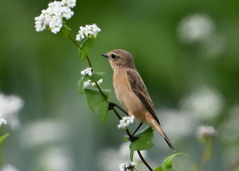 ノビタキ♀3909
