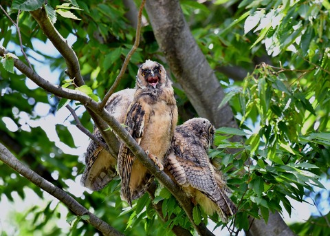 トラフズクのヒナ①②③0452 - コピー