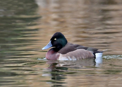 アカハジロ♂8703