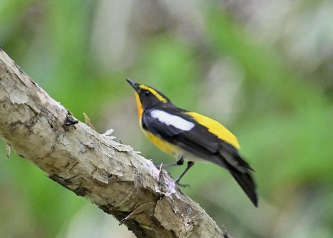 キビタキ成鳥♂6095