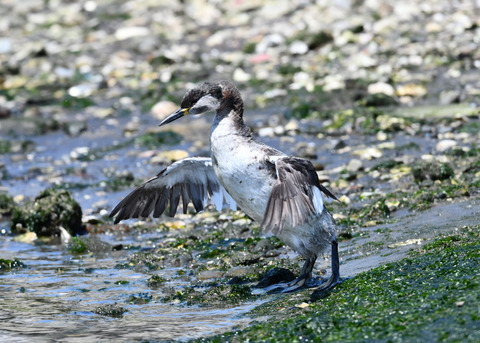 ｱｶｴﾘｶｲﾂﾌﾞﾘ7617