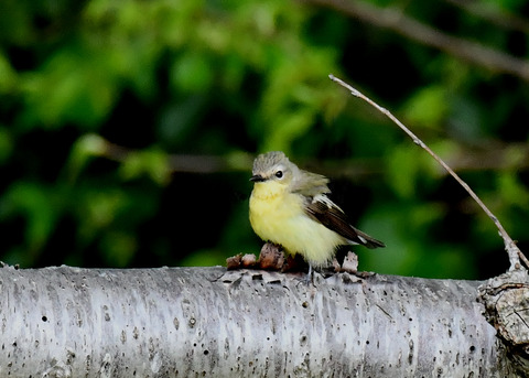 マミジロキビタキ♀6803