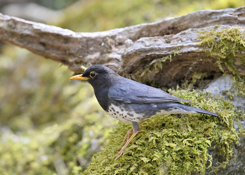 クロツグミ♂5672