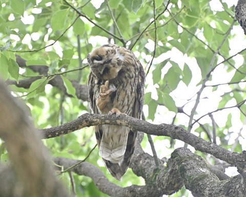トラフズクの♀親4683