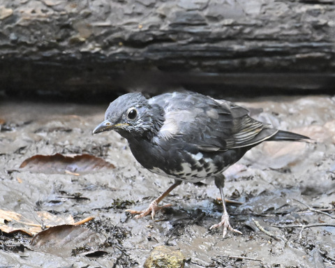マミジロ♂幼鳥3731