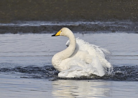 オオハクチョウ3956