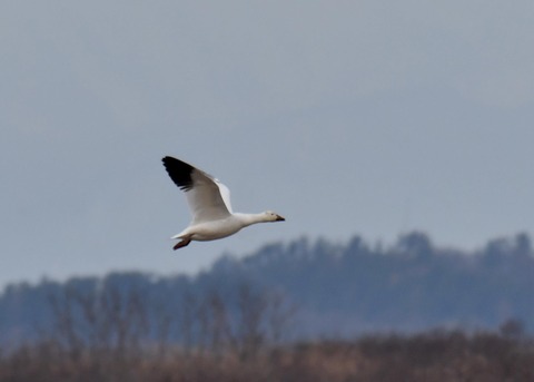 ハクガン6660 - コピー