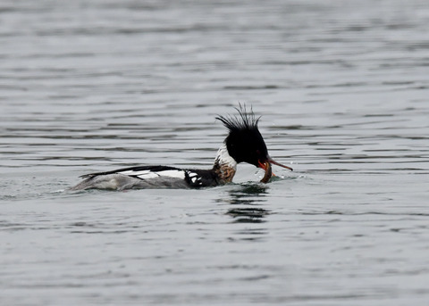 魚捕り・ウミアイサ♂6442