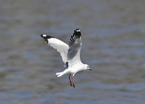 チャガシラカモメ3447