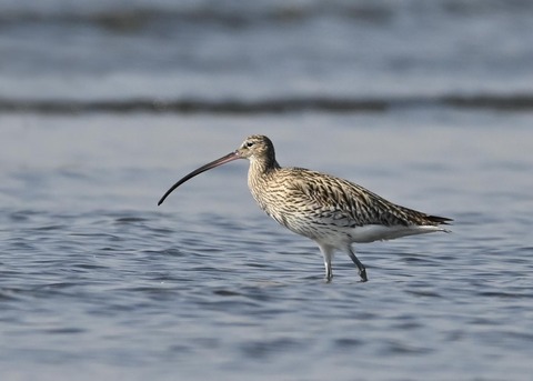 ダイシャクシギ0205