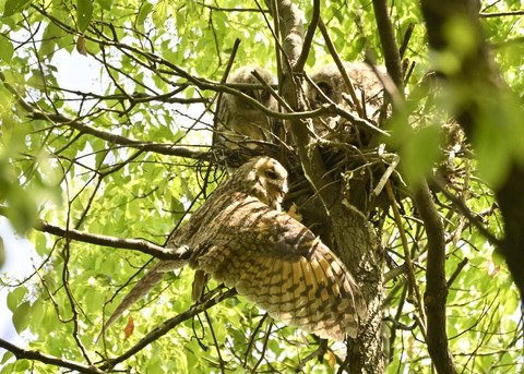 トラフズク♀2386