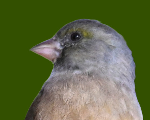 オオカワラヒワ7000