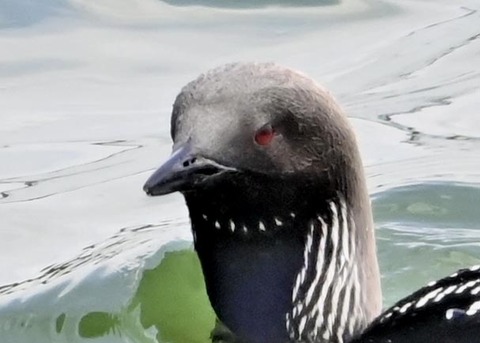 シロエリオオハム2000(3050)